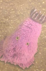 Encounters with that Kind