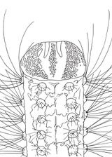 Metamorphose