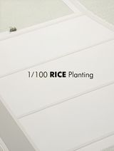 1/100 RICE Planting