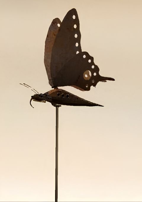 Lost Butterfly