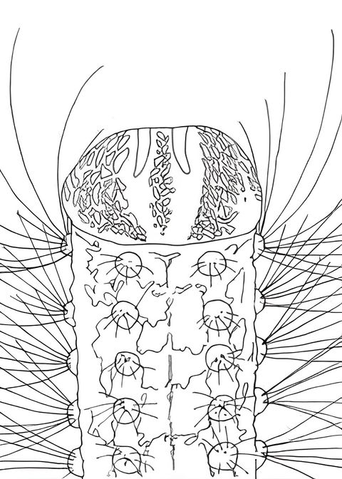 Metamorphose