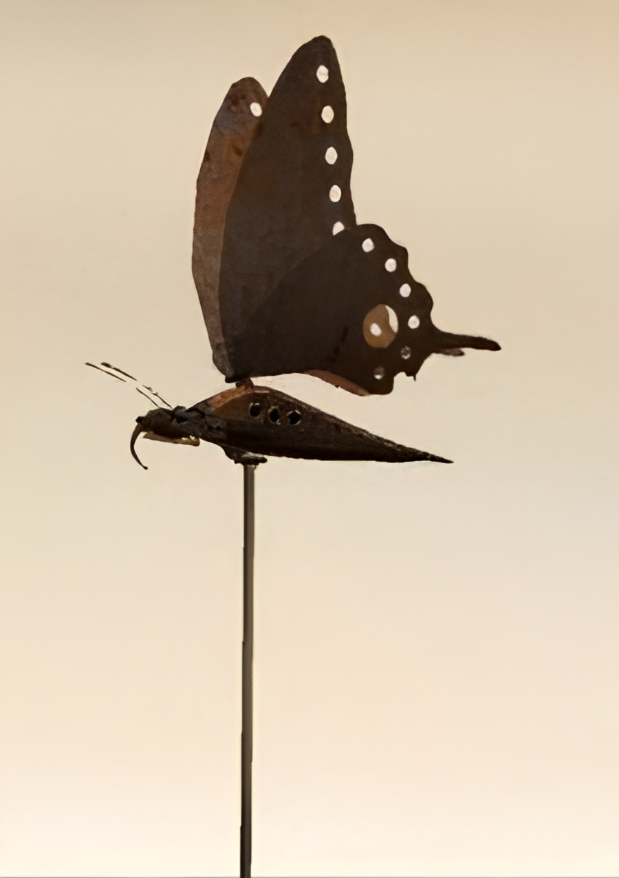 Lost Butterfly