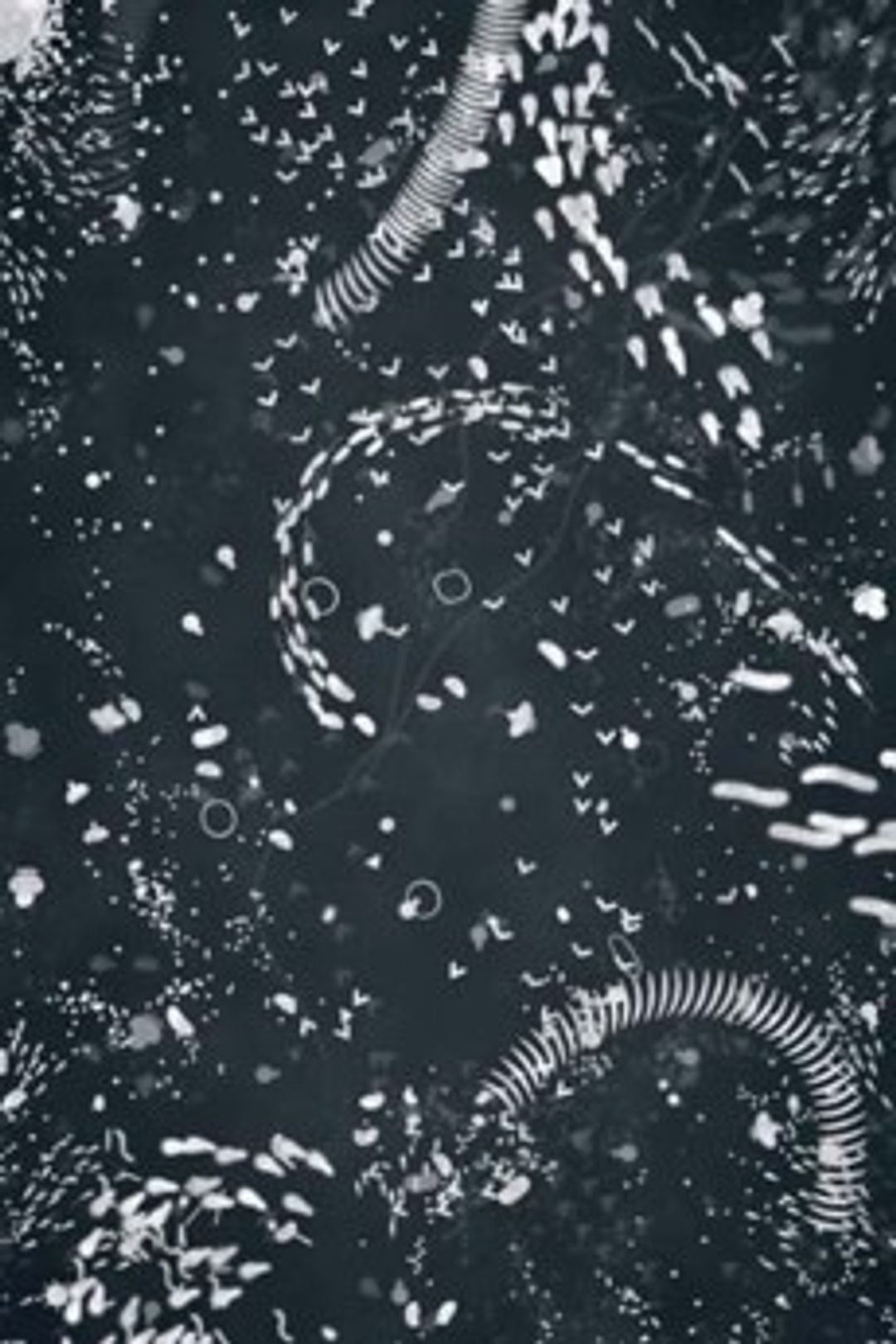 A4 Microcosm key art