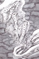 Ten Nights' Dreams