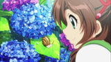Hydrangea