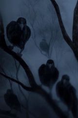 While the Crows Weeps