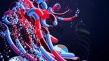 Hadopelagic