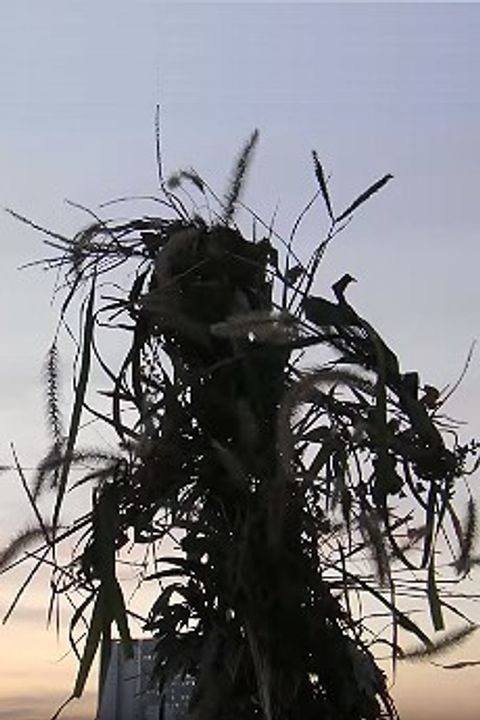 The life of the weed