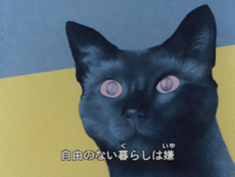 Cat's Eye Love